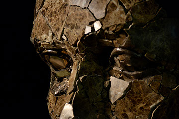 Giuseppe D'Angelo una scultura un viso in alabastro e bronzo 